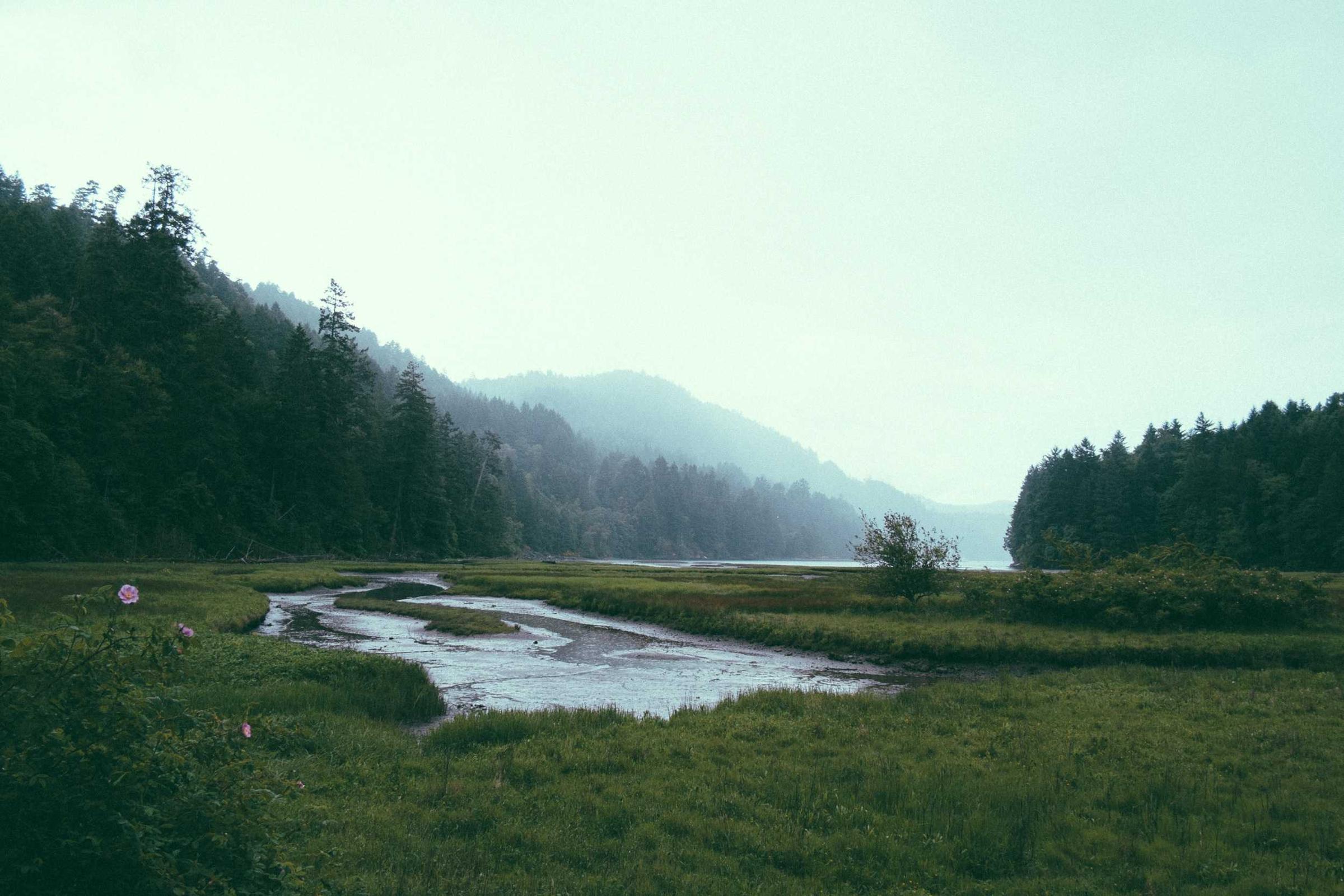 Misty natural landscape of forest, wetland and river at dawn representing Endoca's plant-based natural medicines